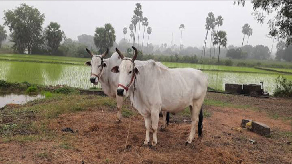 ఒక్క రూపాయి ఖర్చు లేకుండా పీహెచ్‌డీ వరకు ఉచిత విద్య – హాస్టల్, భోజనం అన్నీ ఫ్రీ